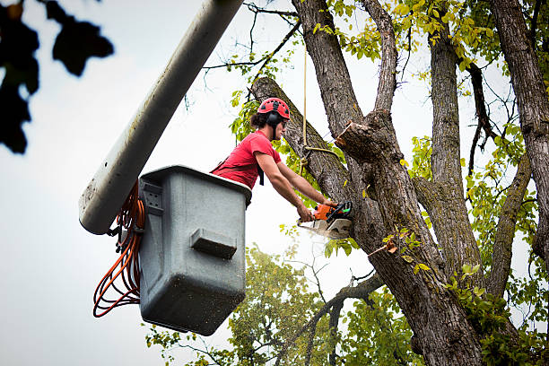 Grottoes, VA Tree Removal and Landscaping Services Company